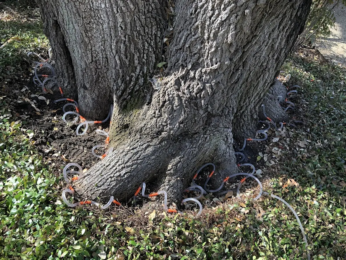 Detailed Tree Cabling and Bracing job site in Eagletown